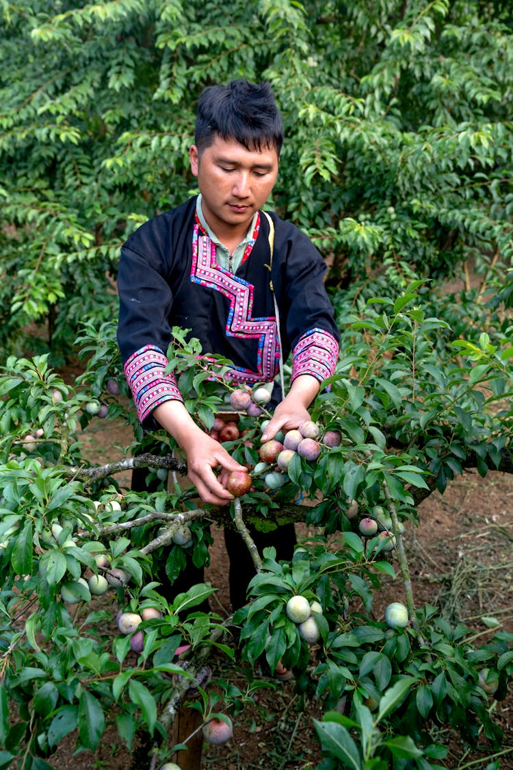 Man Picking Fruit From A Tree