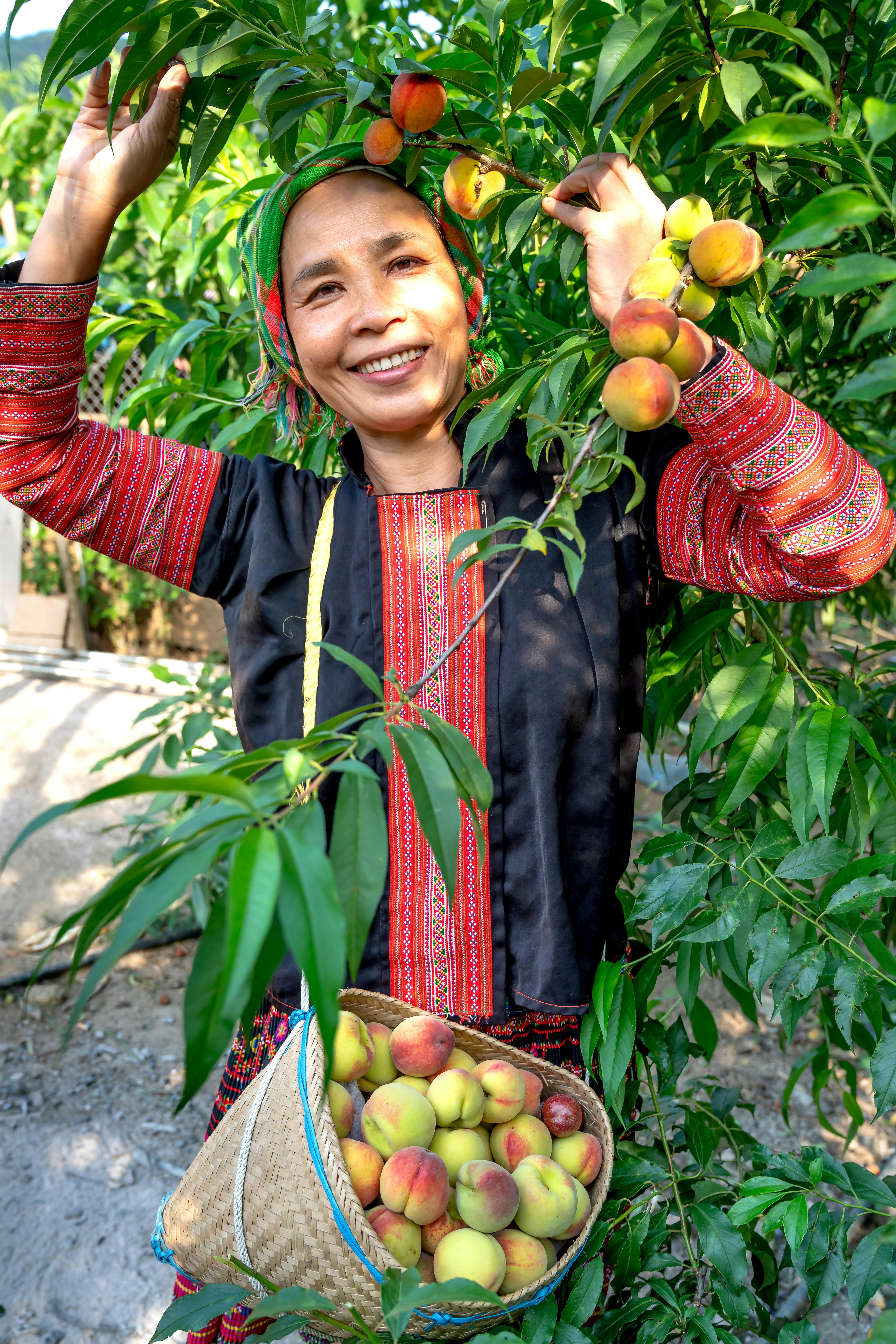 Elderly woman joyfully picking peaches in a lush orchard. Traditional clothing adds cultural richness.