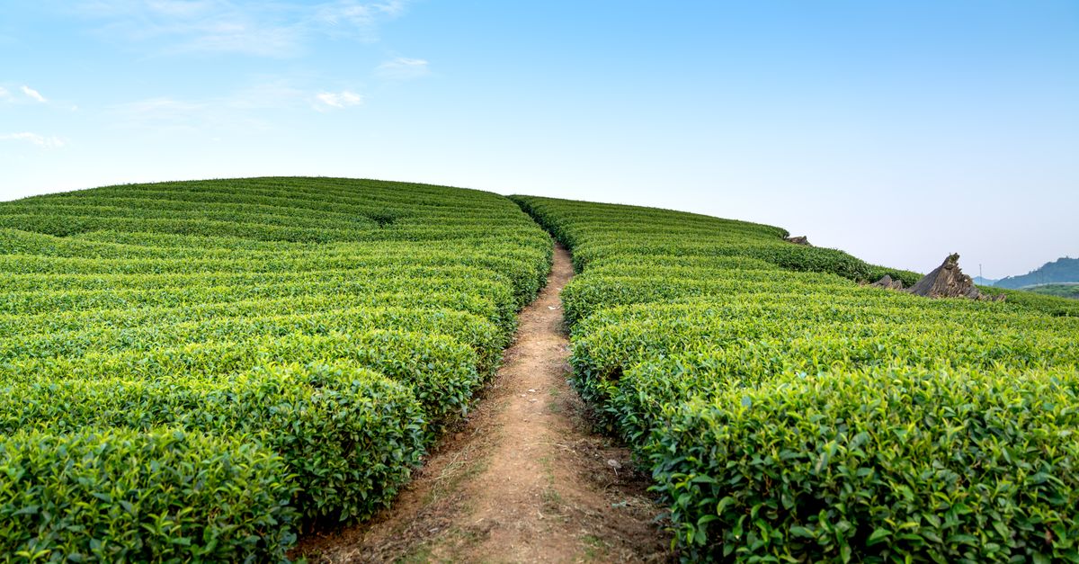 Unlocking Natural Pathways to a Healthier Heart