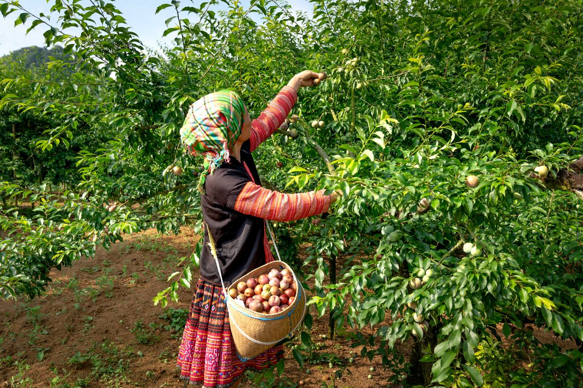 lavoro agricoltura stagionale italia campi agricoli