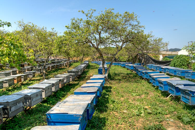 Rows Of Beehives 