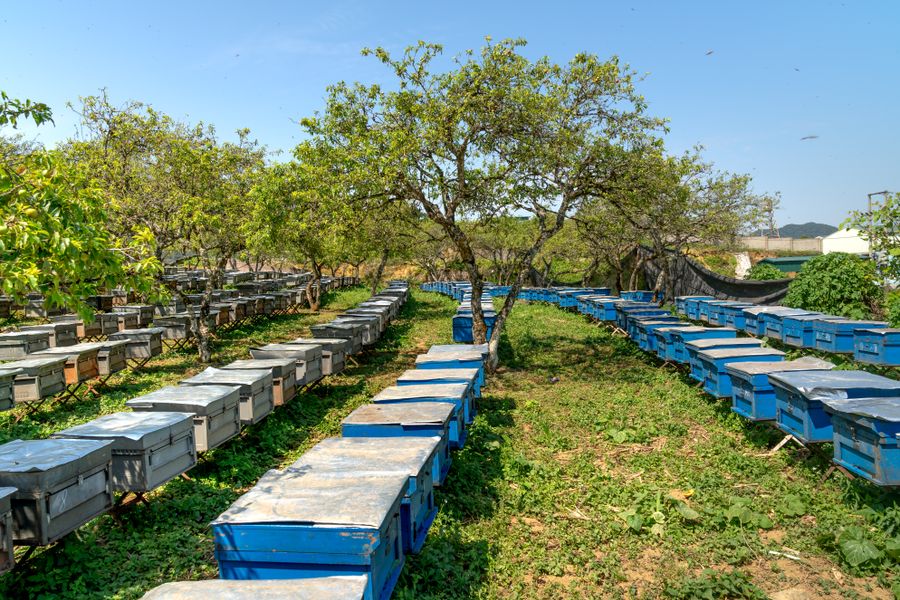 Rows of hive boxes stretching across a sunlit orchard