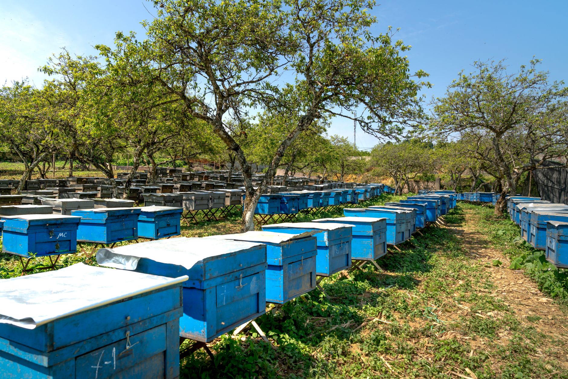 A scenic outdoor view of blue beehives amidst trees in a rural orchard, capturing the essence of beekeeping.