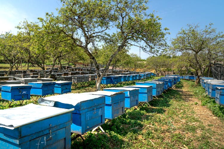 Wooden Beehives Among Trees