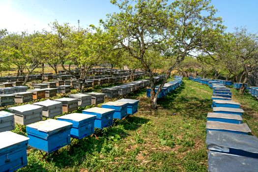 Rows of beekeeping boxes under trees at a small bee farm