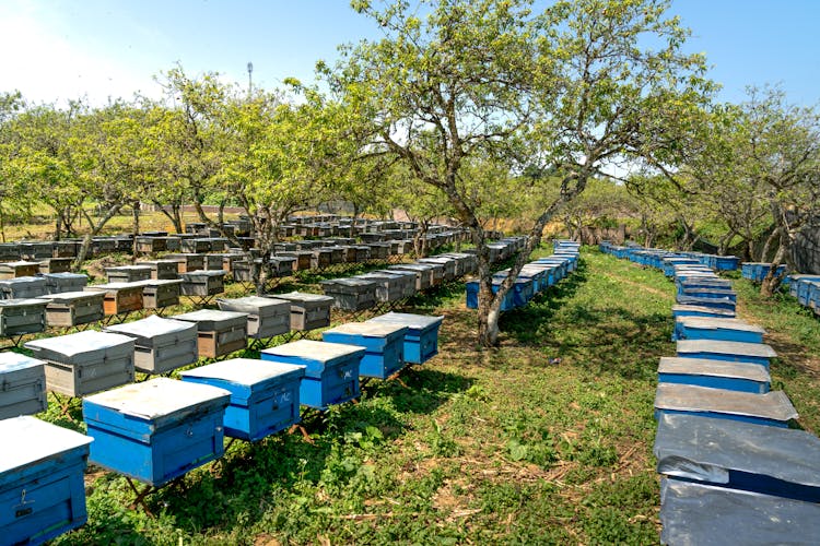 Bee Boxes In A Bee Farm