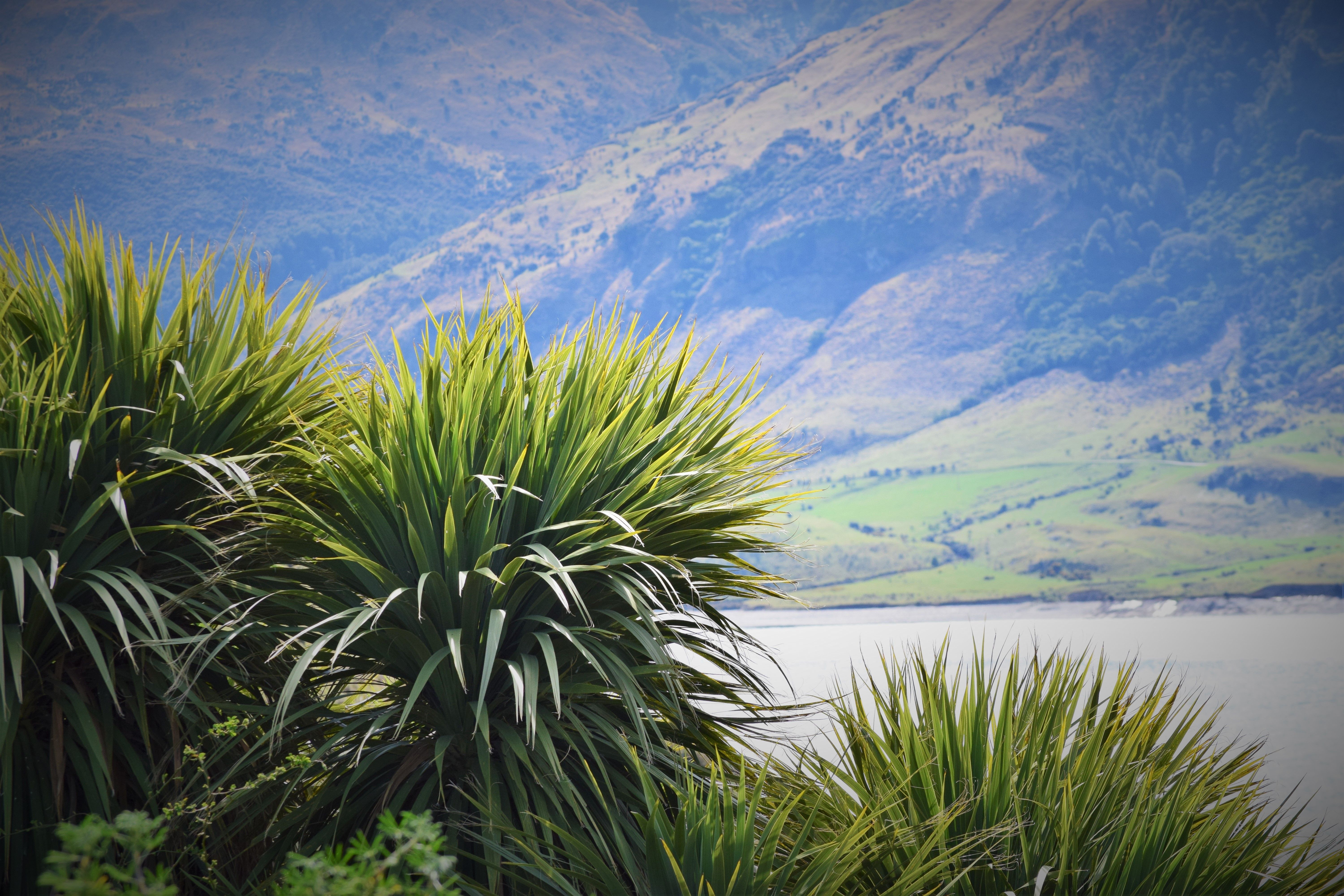 Free Stock Photo Of Green Landscape Mountains