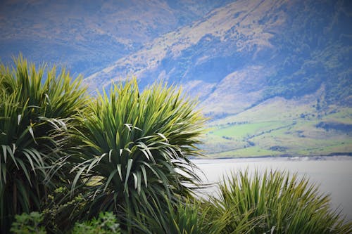 คลังภาพถ่ายฟรี ของ ต้นไม้, ทัศนียภาพ, นิวซีแลนด์