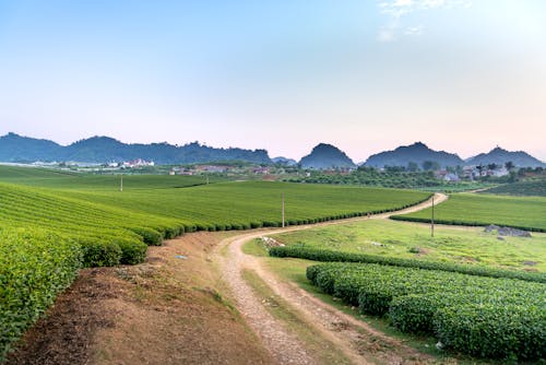 Foto profissional grátis de agricultura, ao ar livre, área