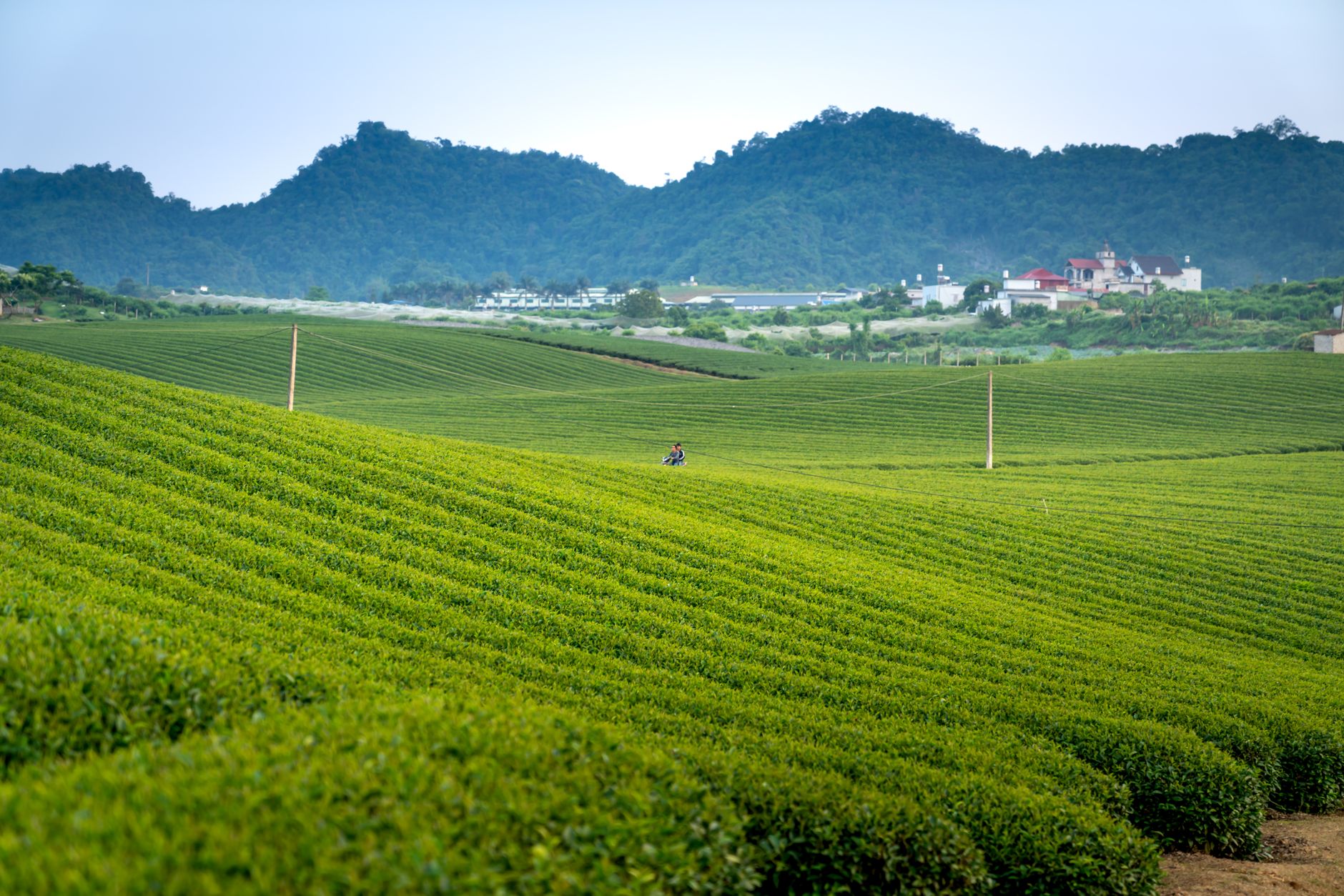 Rows of clipped tea bushes on the red-soil ridges above Limuru