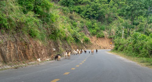 Animals Walking on Gray Asphalt Road