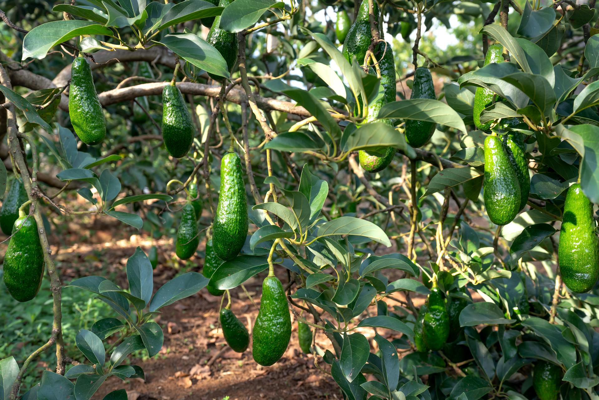 Close-up of a lush avocado tree with vibrant green unripe fruits hanging from branches.