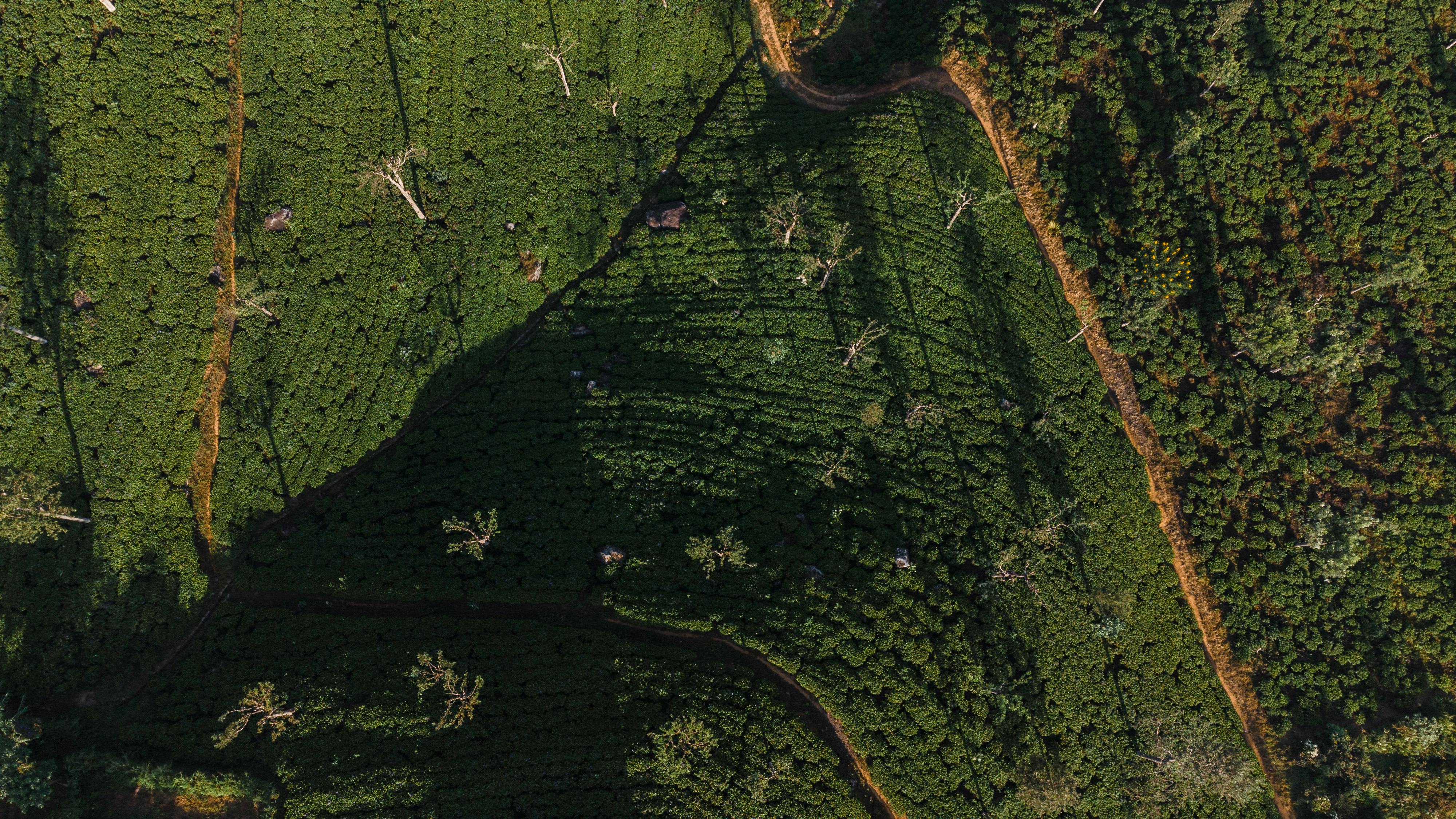 Drone shot capturing the intricate patterns of tea fields in Haputale, Sri Lanka. - ¿Dónde dormir en Haputale?