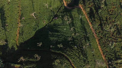 Foto profissional grátis de aerofotografia, agricultura, campo de chá