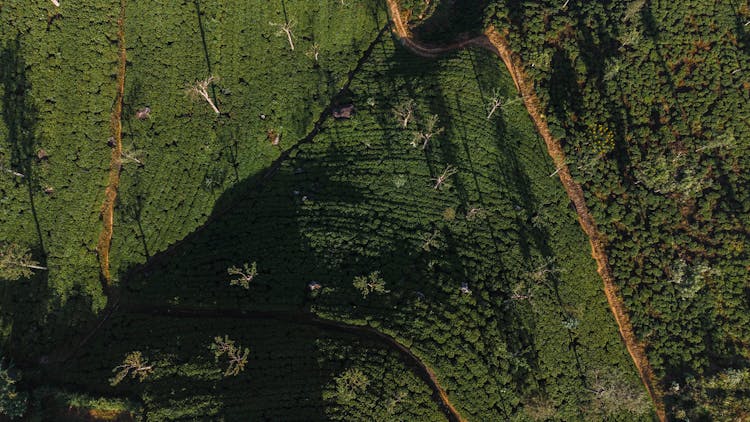 Tea Estate In Sri Lanka