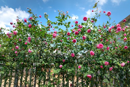 Gratis arkivbilde med blå himmel, blomsterfotografering, grønne blader