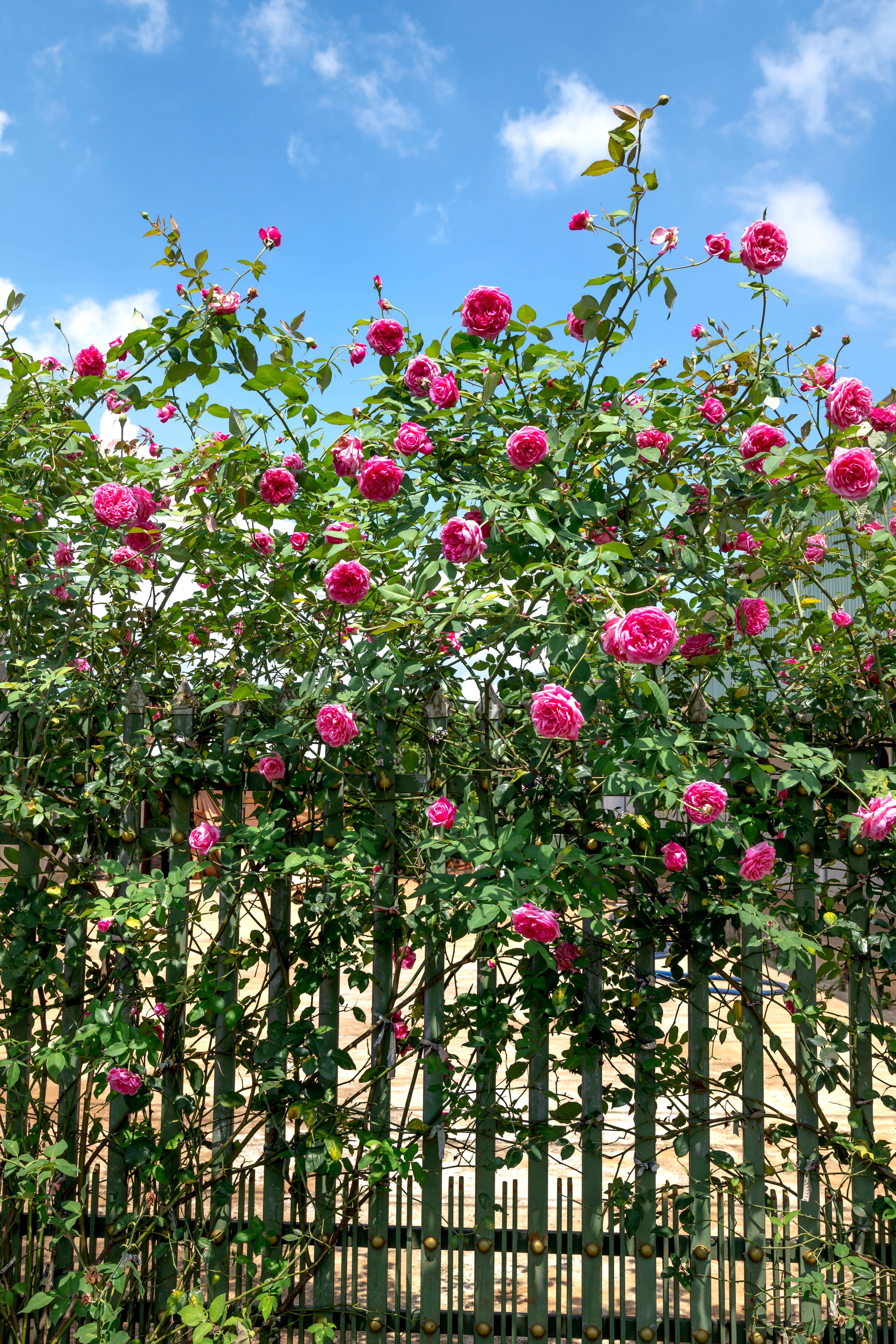 Blooming Wild Roses Photo · Free Stock Photo