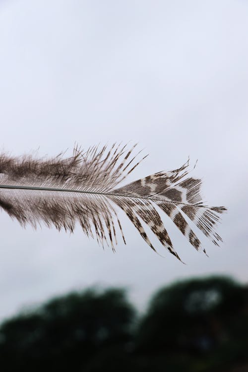 깃털, 수직 쐈어, 피사계 심도의 무료 스톡 사진