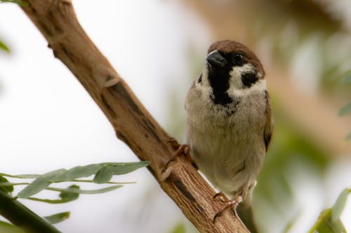 Eurasian Tree Sparrow Perched on a Tree Branch