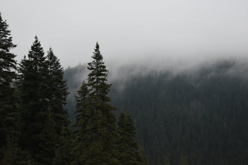 Green Pine Trees Covered With Thick Fog