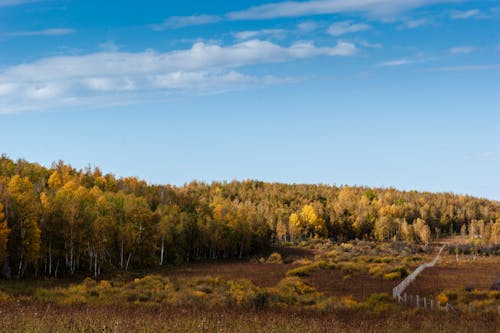 Yellow Trees on Brown Field Under Blue Sky