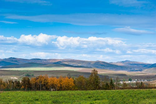 Green Grass Field near Brown Trees under Blue Sky