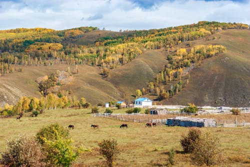 Farm with Horses in Mountains