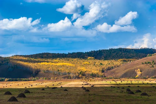 Green Trees on Brown Field Under Blue Sky