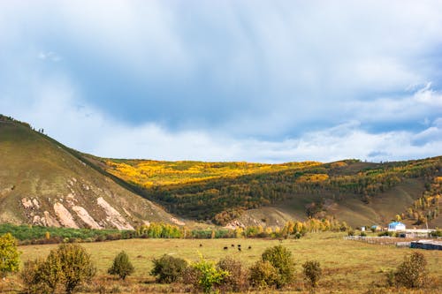 Foto profissional grátis de árvores, campina, campo de grama