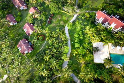 Aerial View of Green Trees and Houses