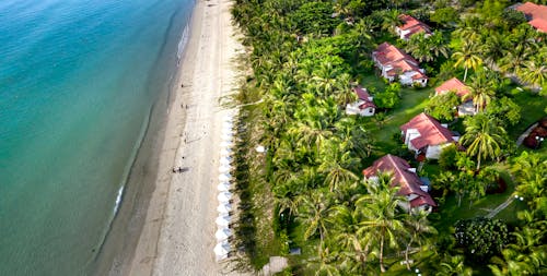 Drone Shot of Buildings and Palm Trees Near the Sea