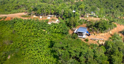 Hut Surrounded by Green Tropical Trees