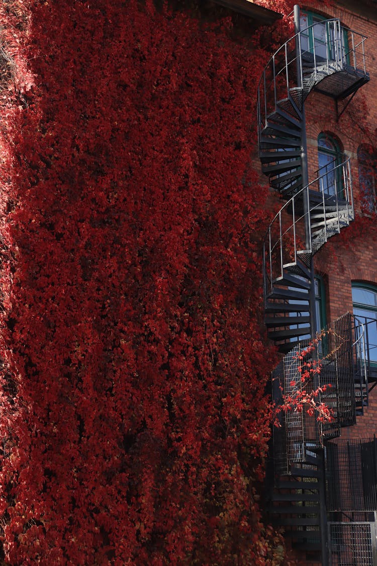 Outdoor Metal Spiral Staircase On Red Leafed Vines Growing On Brick Wall