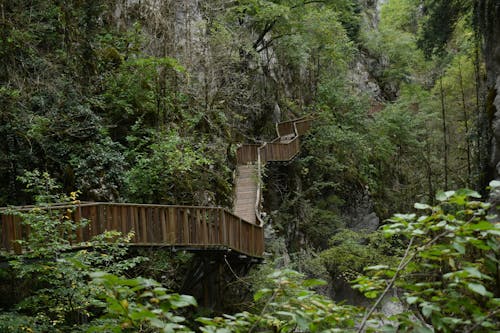 Fotobanka s bezplatnými fotkami na tému cestička, drevený most, džungľa