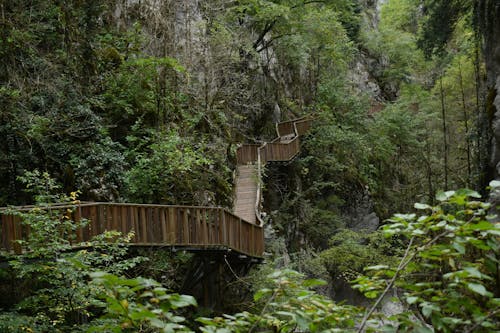 Fotos de stock gratuitas de arboles, bosque, jungla