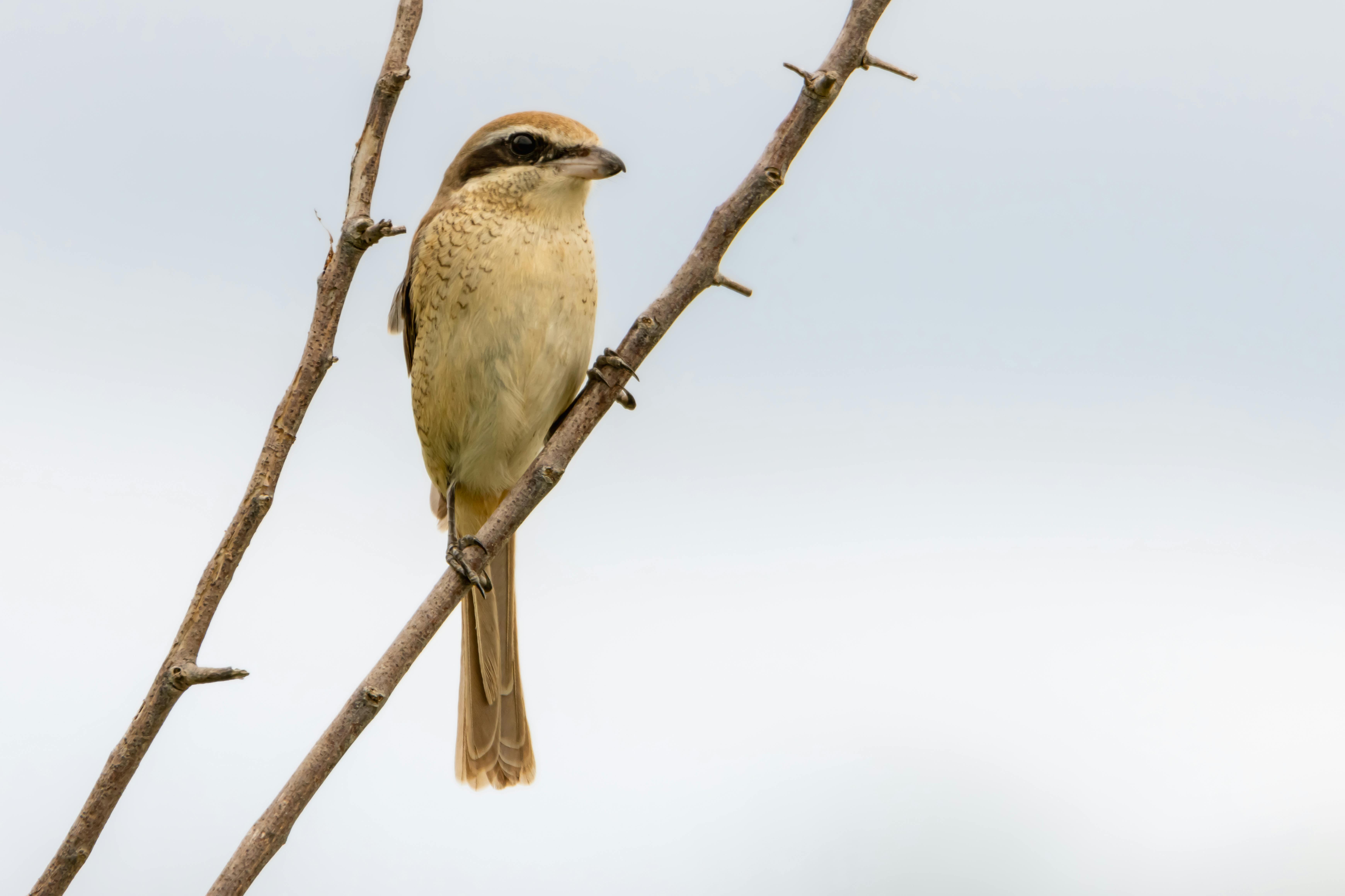 A Perched Bird · Free Stock