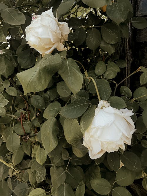 Close-Up Photo of White Flowers