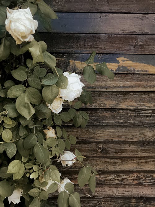 White Flowers Near Wooden Surface