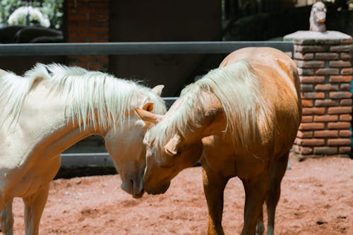 Brown and White Horse on Brown Soil