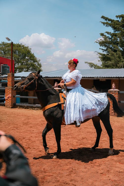 Foto profissional grátis de andar a cavalo, animal, cavalo preto