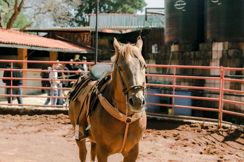 Brown Horse in a Cage