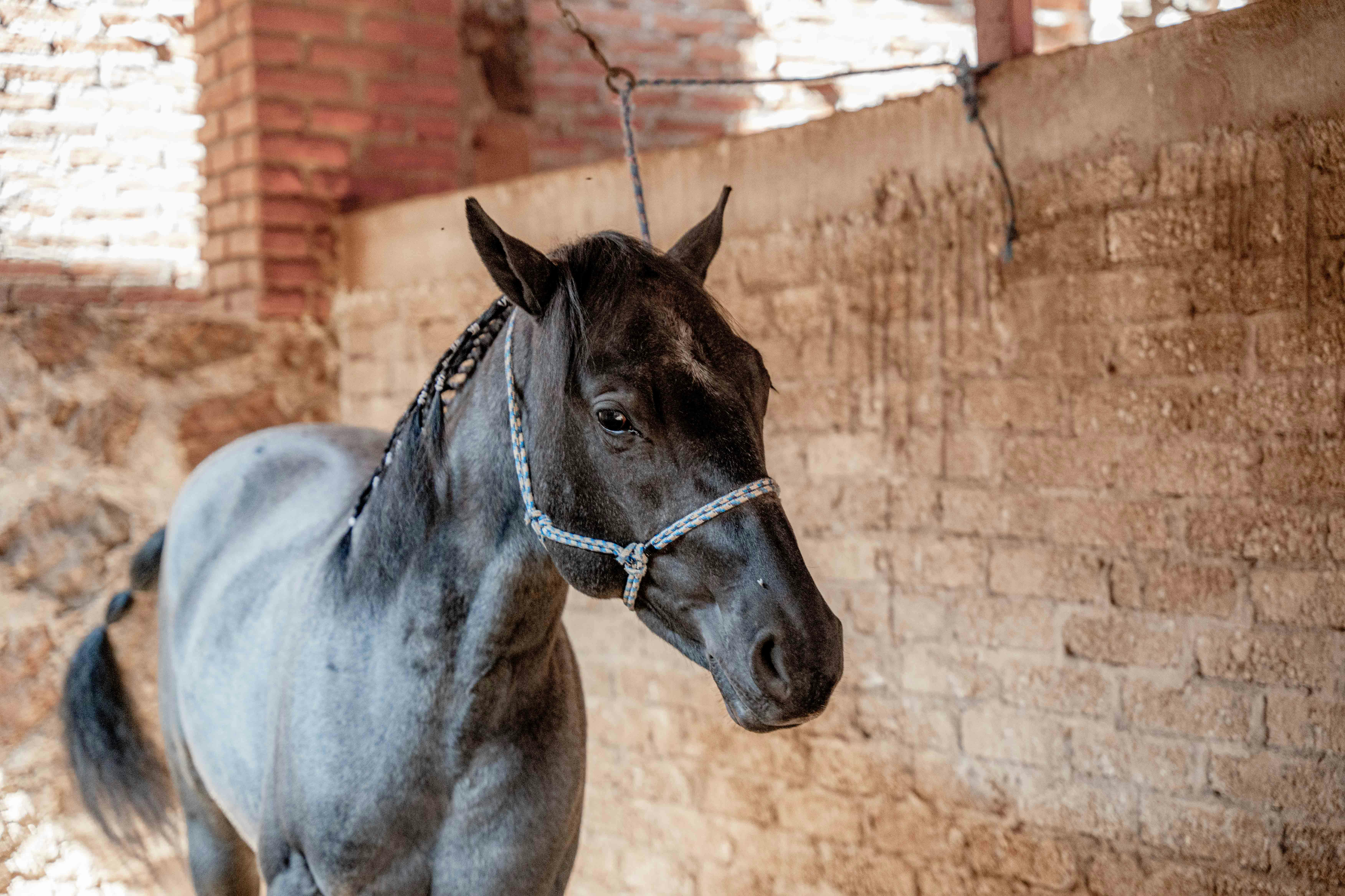 Foto Cavalo marrom na frente da cerca – Imagem de Cinza grátis no Unsplash