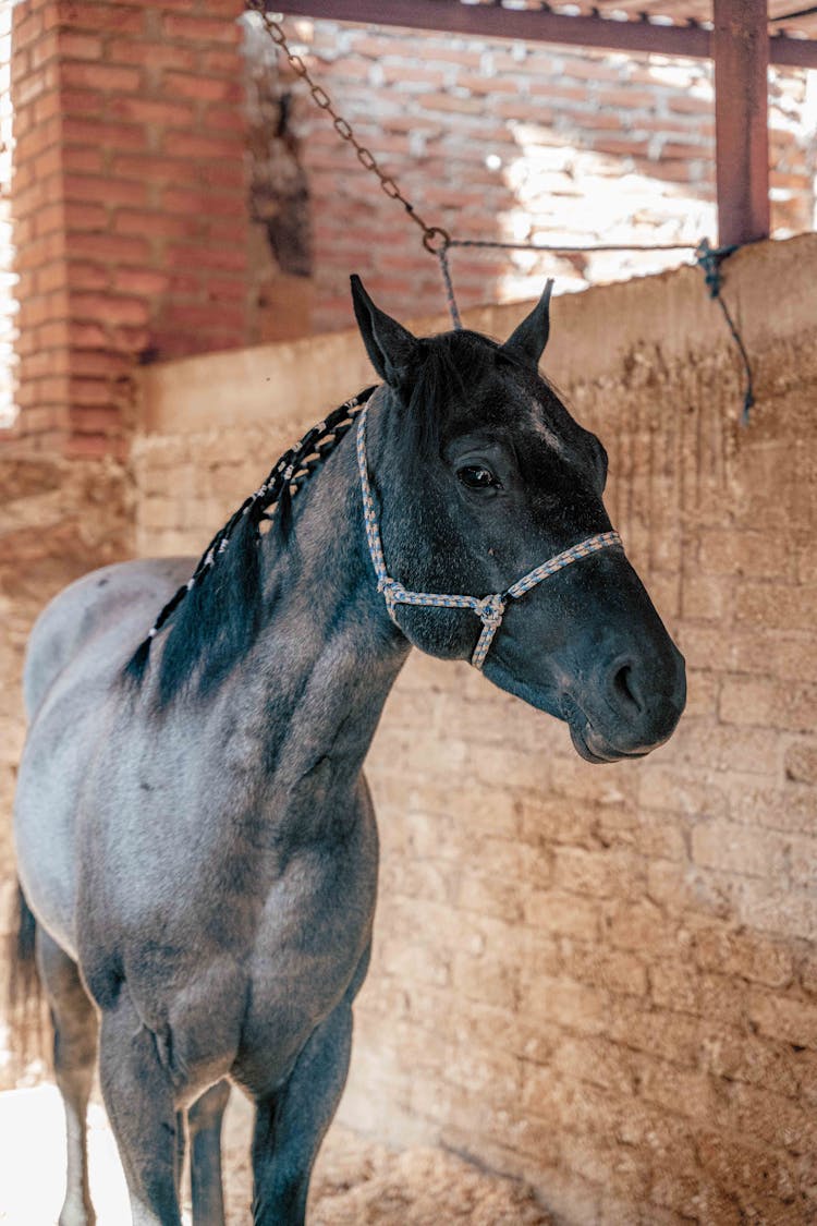 Black Horse Near Wall