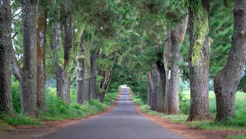Asphalt Road Between Trees