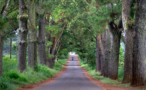 Gray Concrete Road Between Green Trees