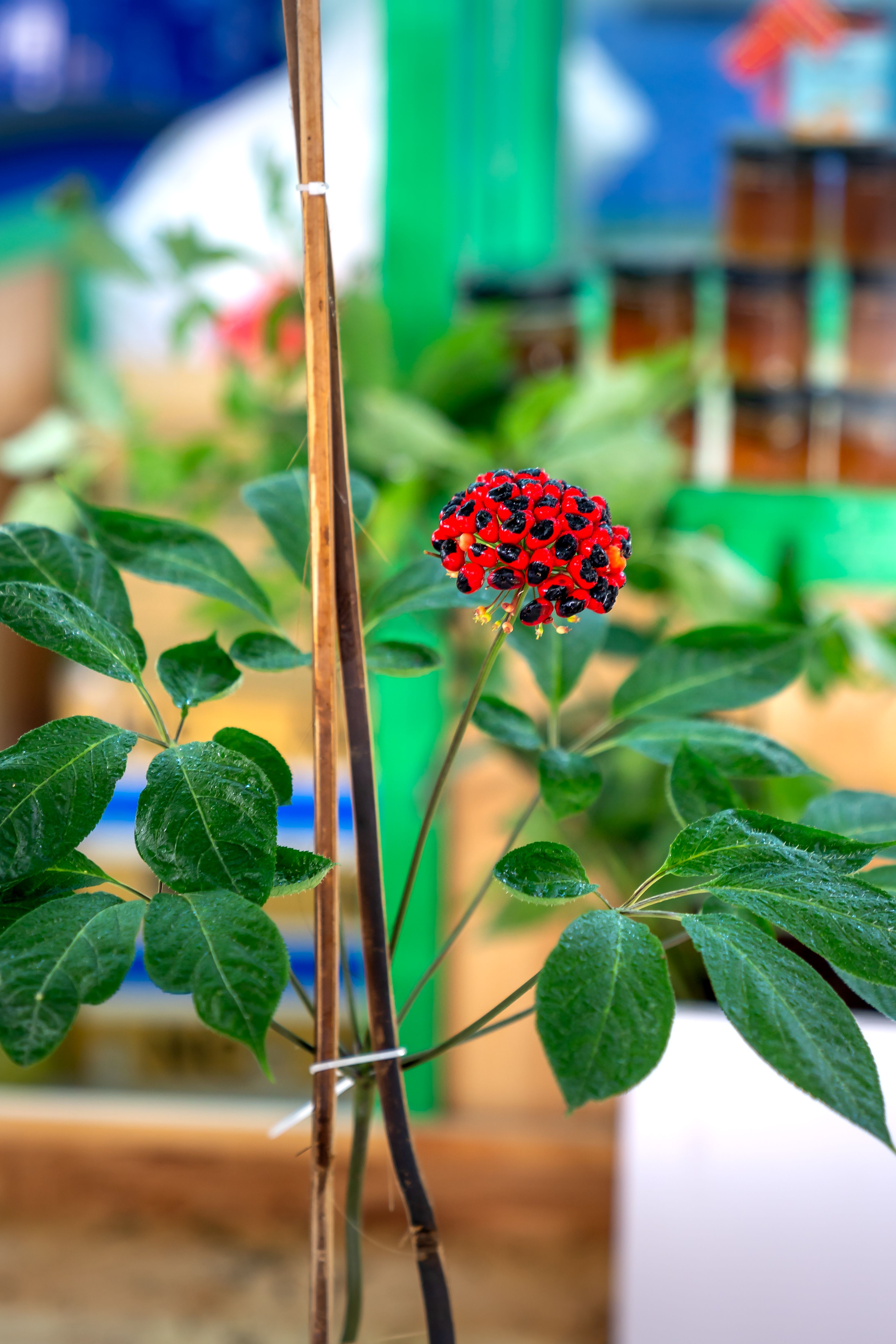 Close-up of a plant with vibrant red berries indoors, showcasing lush green leaves.