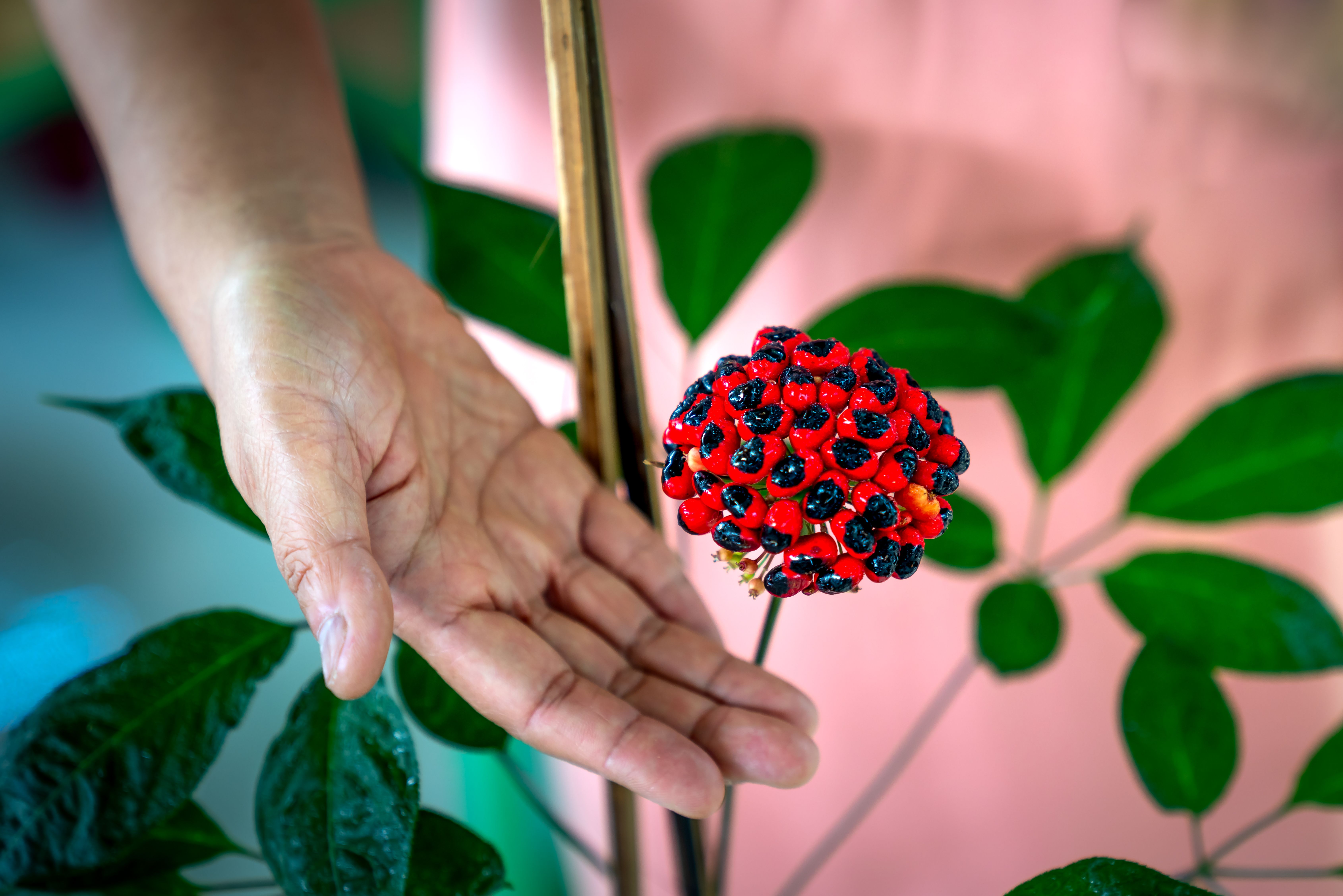 A human hand gently touching a cluster of vibrant red and black berries on a plant outdoors.