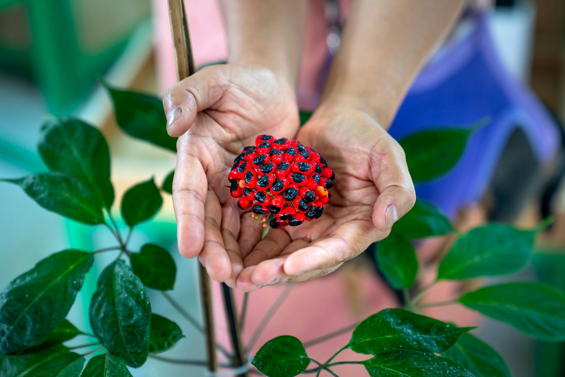 Hands of a Person Holding a Cluster of Red and Black Seeds