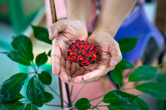 Person Holding Red Raspberry Fruit