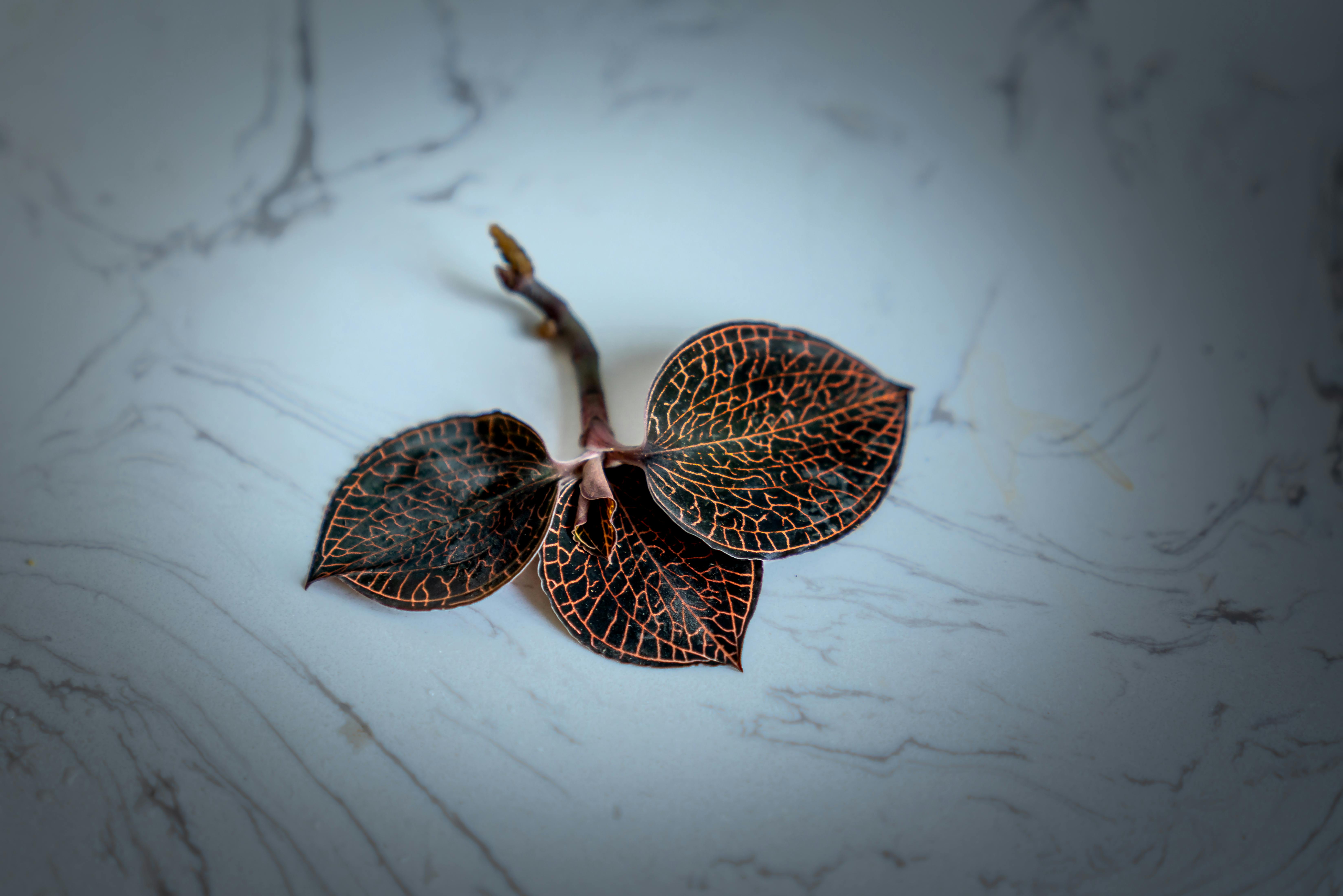 A detailed view of a Jewel Orchid cutting placed on a marble table, showcasing leaf patterns.